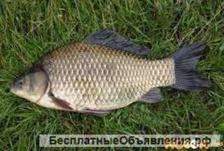 Живую и свежемороженную рыбу от производителя