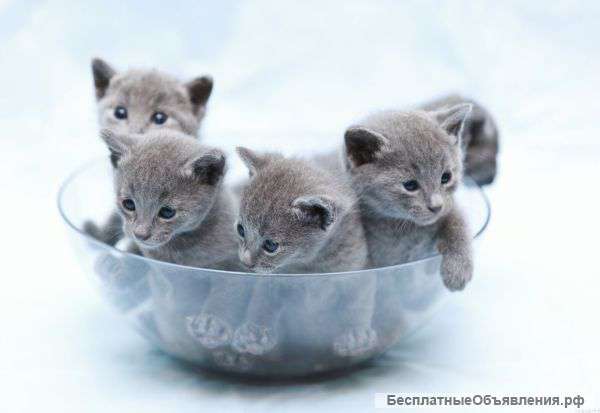 Русские Голубые котята