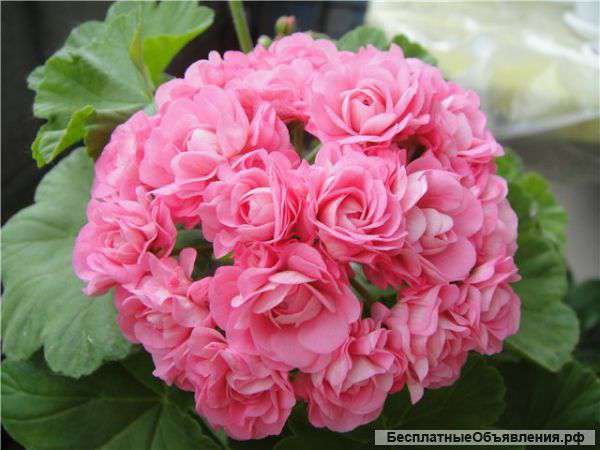 Пеларгонии