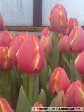 Оптом цветы тюльпана к 8 Марта