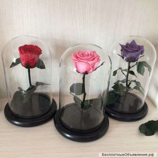 Роза в колбе-изящный, яркий и эффектный подарок