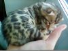 Котята бенгалы