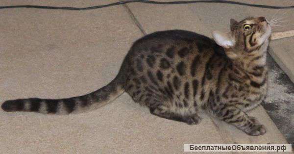 Бенгальские котята
