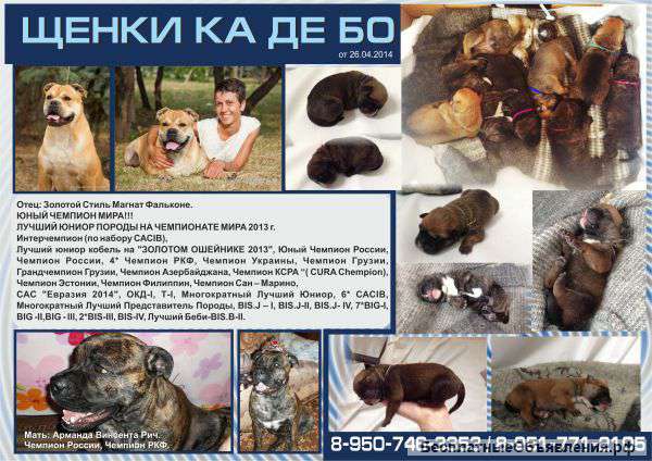 Щенки КА ДЕ БО, родились 26.04.14 оленьего и тигрового окрасов