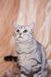 Кошка Мурка ищет дом