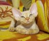 Продажа котят Девон-Рекс