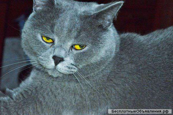 Отдам в добрые руки