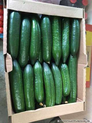 Огурец тепличный
