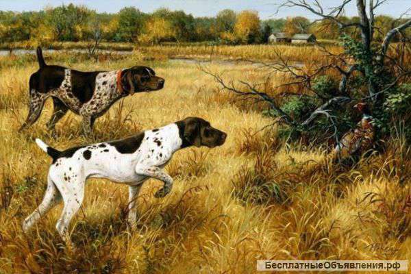 Профессиональные натасчики легавых