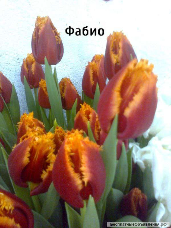 Тюльпаны к 8 марта