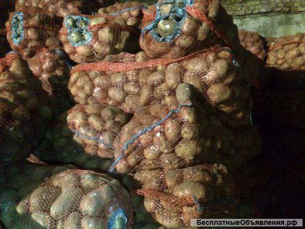 Картофель оптом от кфх от 8р/кг