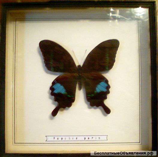 Коллекция бабочек из Парижа