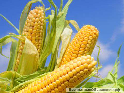 Гибриды семян Кукурузы (Pioneer, Singenta, Monsanto, NS, Limagrain)