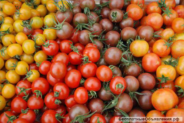 Семена томатов собственного сбора