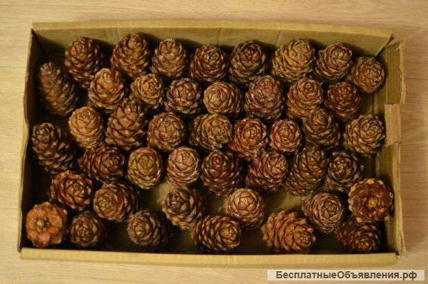 Кедровые шишки