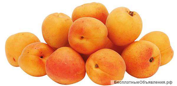Отдам абрикосы