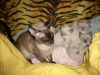Раздаем котят Сиамской породы (чистокровные)