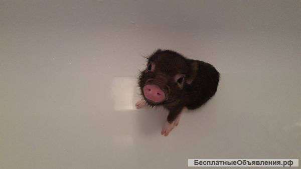 Минипиги