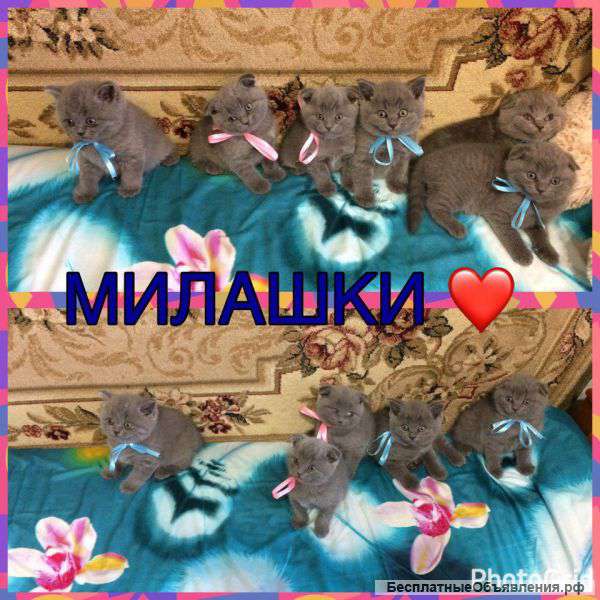 Очаровательные плюшевые милашки к 8 марта