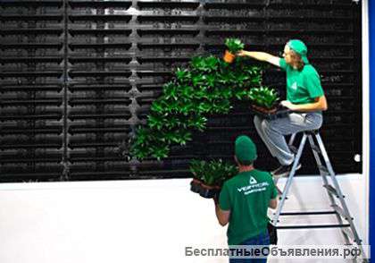 Вертикальное озеленение, фитокартины