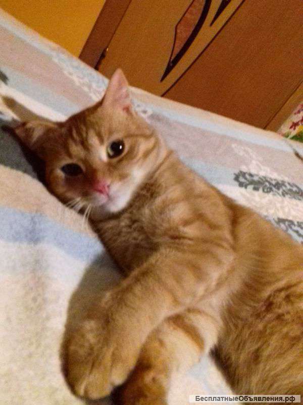 Рыжий красавчик