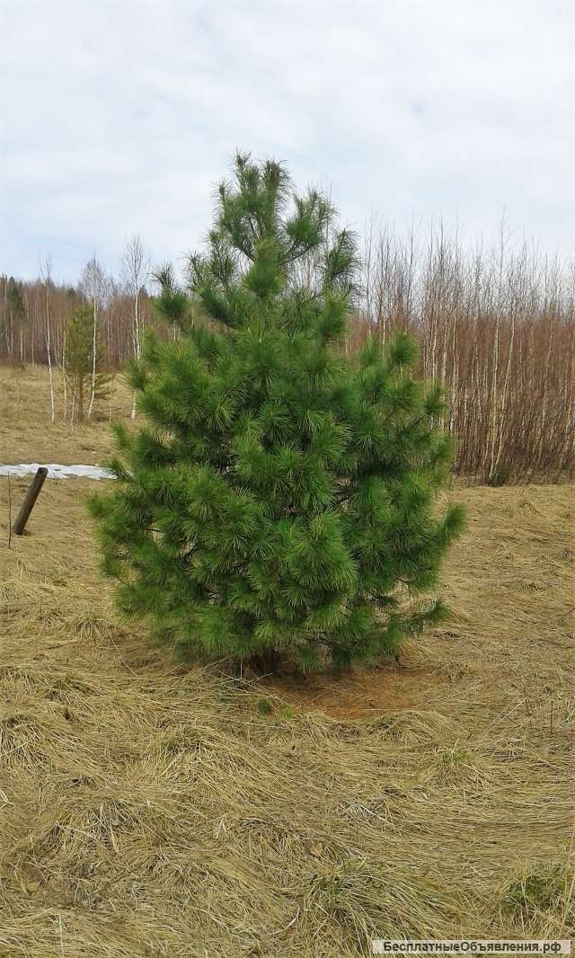 Саженцы Кедра