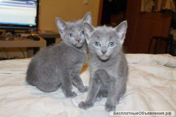 Котята породистые