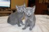 Котята породистые