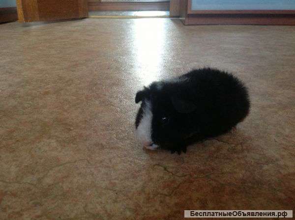 Американский тедди