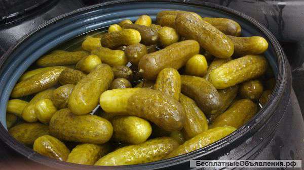 Маринованные огурцы оптом из Индии