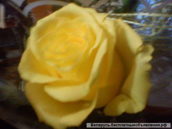 Водитель- международник