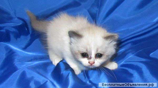 Котята Рэгдолл