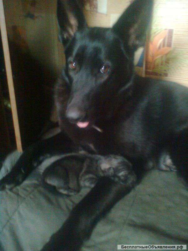 Щенят нем овчарки