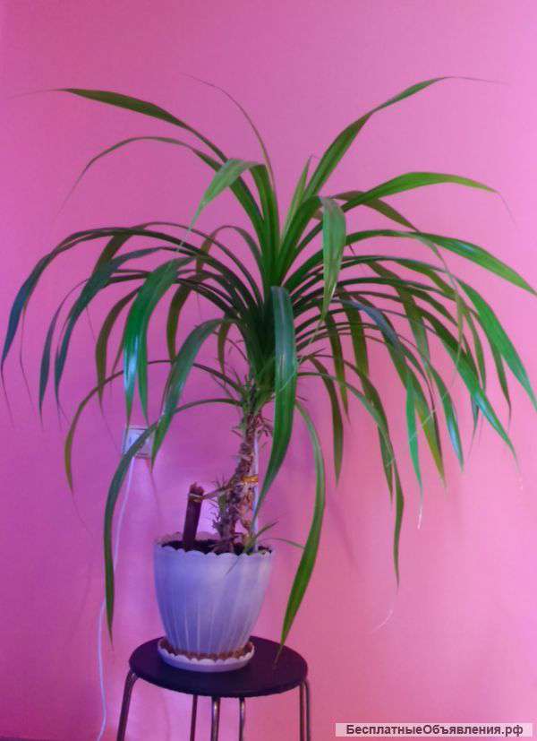 Гигантский Панданус