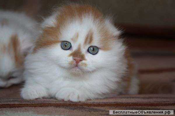 Хайленд фолд