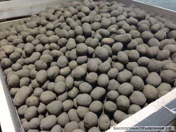 Семенной картофель оптом от произвоидтеля