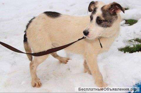 6 Чудесных щенков в поисках дома