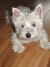 Щенки Вест-хайленд-уайт-терьера