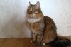 Кошечка Мотя