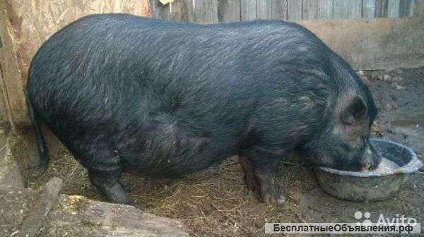 Вьетнамские поросята