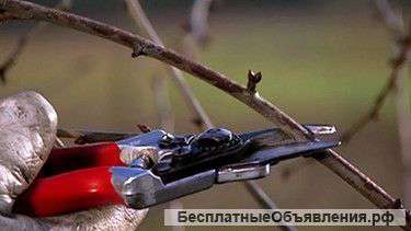 Обрезка плодовых деревьев и кустарников
