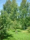 Дача в новой Москве