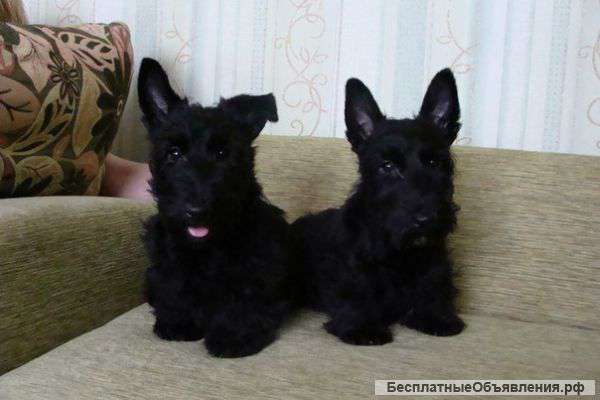 Продаются щенки породы скотч-терьер