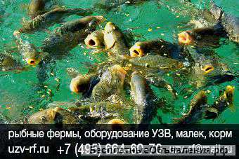 Расчет УЗВ домашней мини фермы под ключ. Купить биофильтр насос бассейн биозагрузку компрессор механ