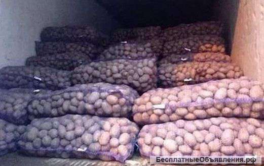 Картофель сорта Невский