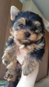 Щенок йоркширского терьера, мальчик