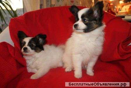 Продаются мальчики папийона