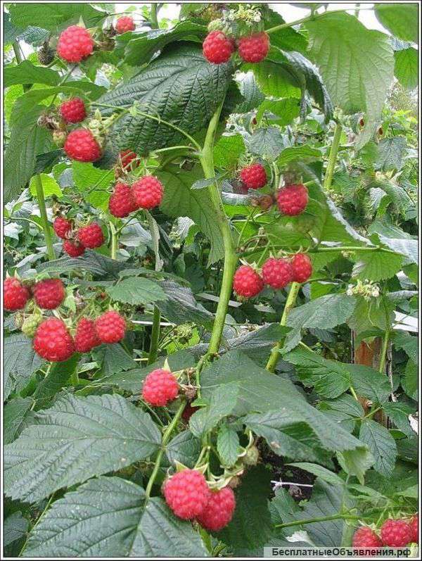 Мельничная падь Академсад 9 соток в собственности