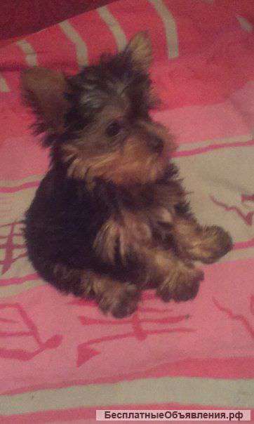 Продам прекрасного щенка йоркширского терьера