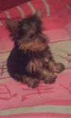 Продам прекрасного щенка йоркширского терьера